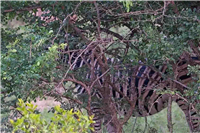 pytorch图片分割原理分析