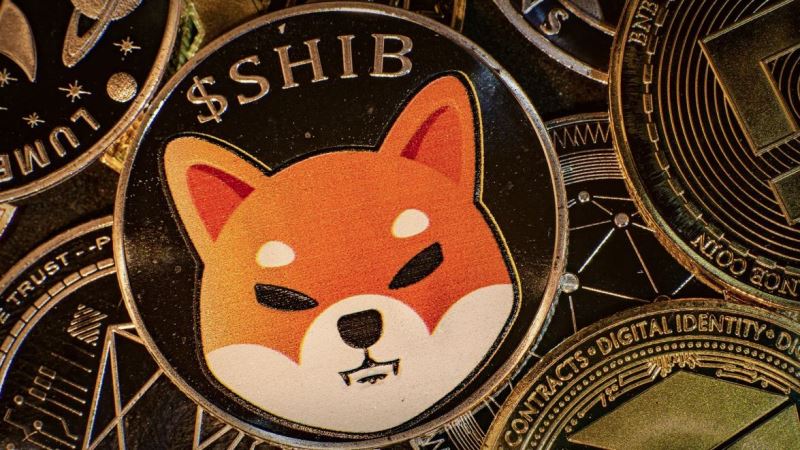 柴犬(shib)