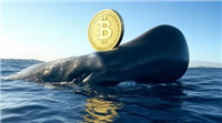 Meme币光环已不再 DeFi回升失望!Matrixport:Solana巨鲸转入比特币