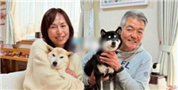 Doge主人推官方柴犬币COCORO、市值破亿后腰斩解读!社群:Meme币市场没救了