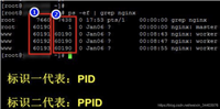 linux清除端口占用方式