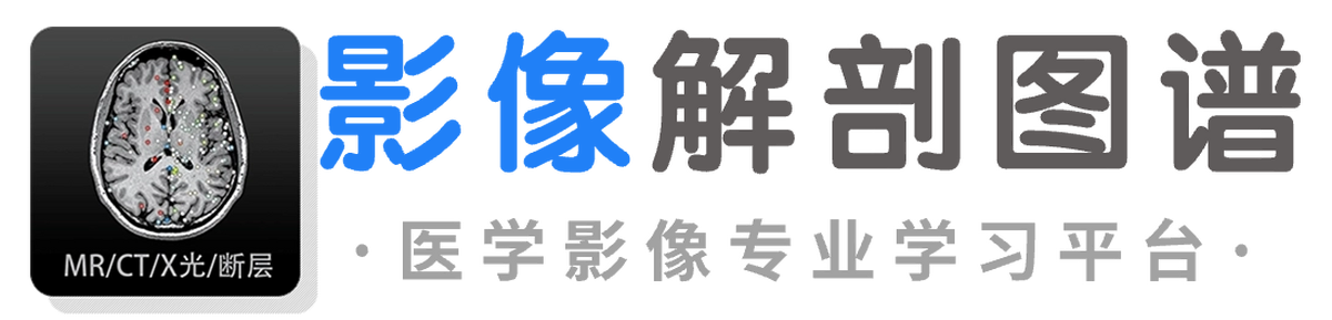 影像解剖图谱32位