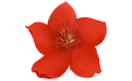 小红花音效助手